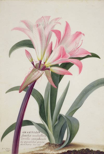 Amaryllis Belladonna, 1761 by Georg Dionysius Ehret